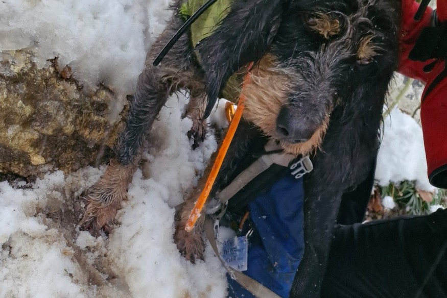 Samba retrouvée grâce à un bel élan solidaire !
